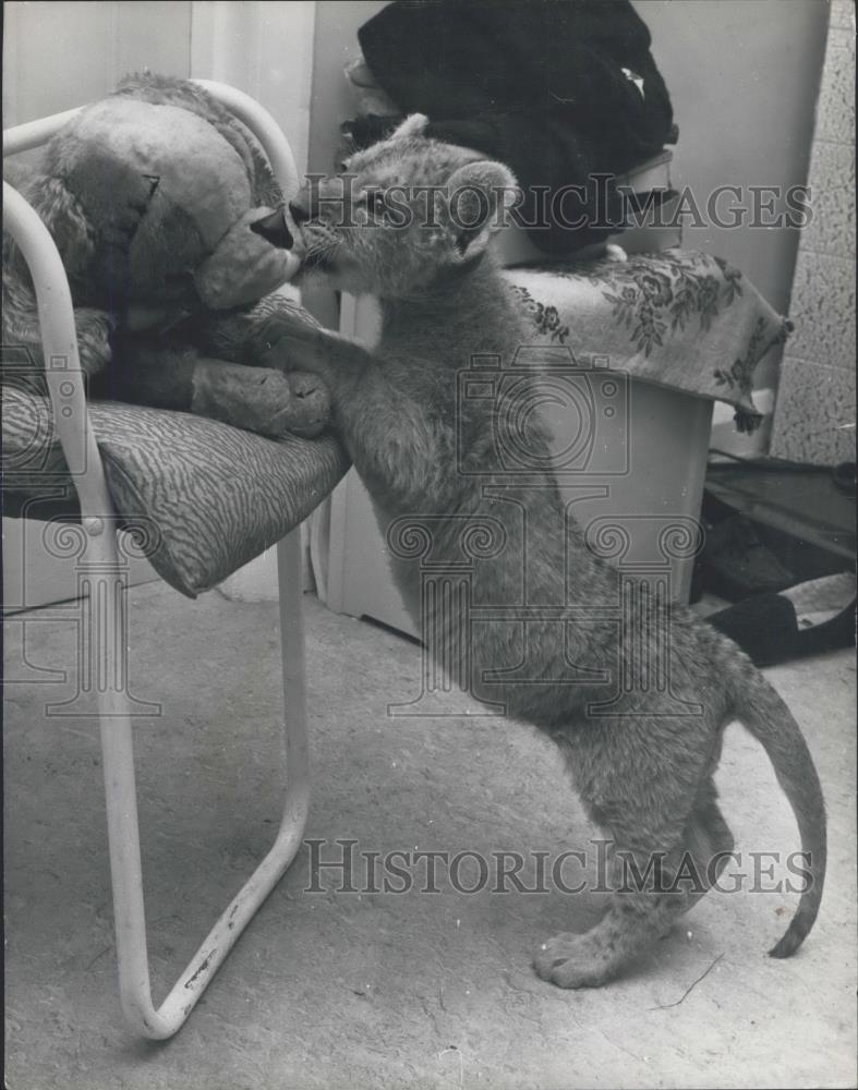 Press Photo Lion cub meets imitation lion cub - Historic Images