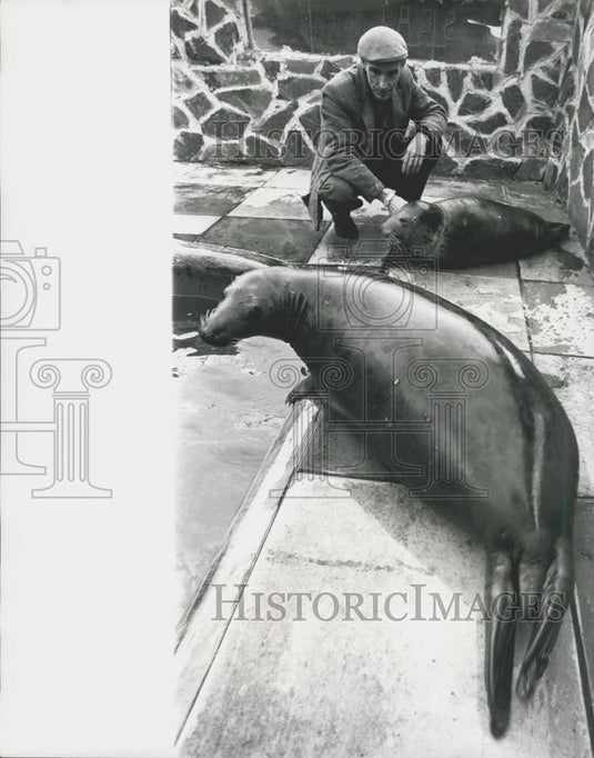 Press Photo The Seal about to take the plunge - Historic Images