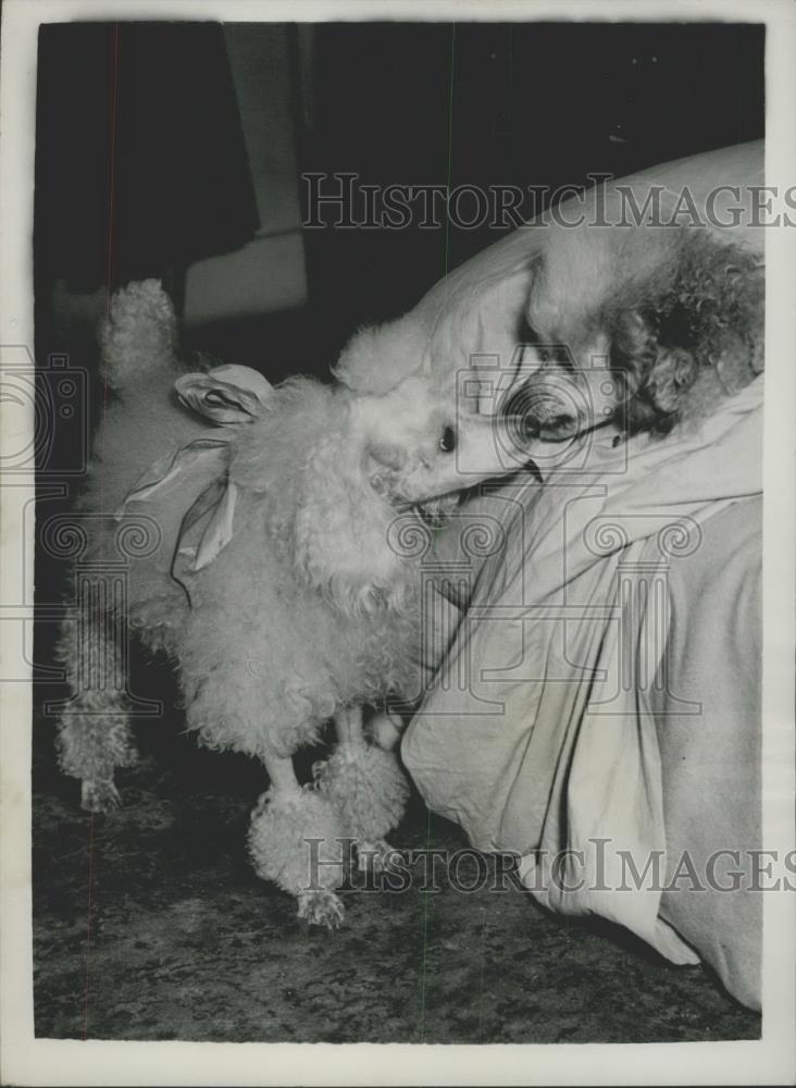 1953 Press Photo Two poodles from a London stage show - Historic Images