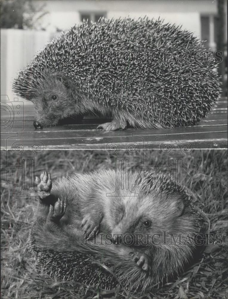 1956 Press Photo Hedgehog in zoo - Historic Images