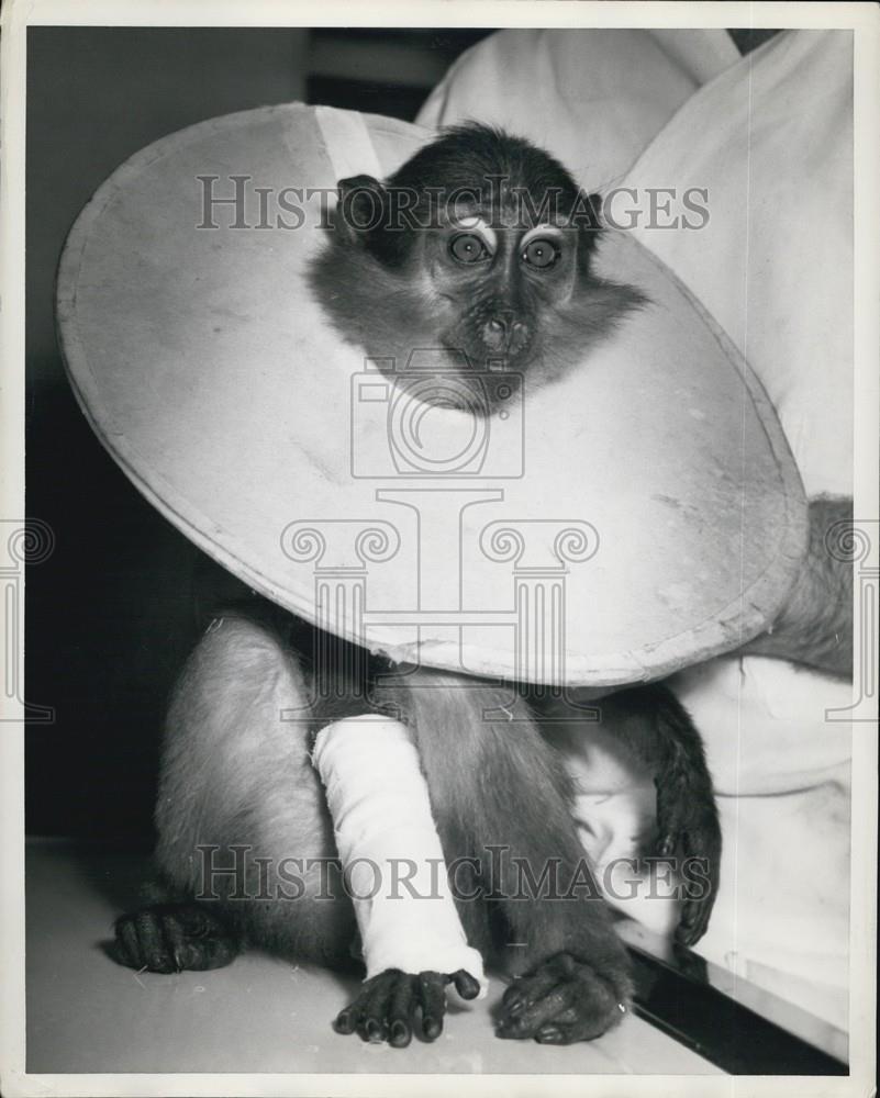 Press Photo A monkey and vet - Historic Images