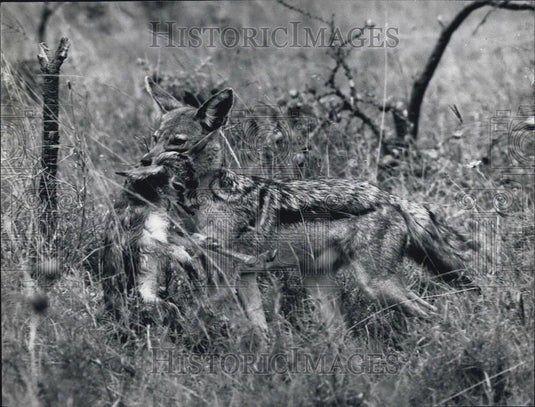 Press Photo A fox and his meal - Historic Images