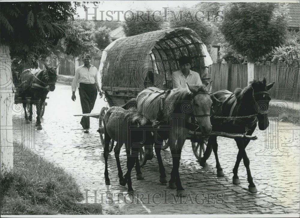 Press Photo Peasants Trasporting Loads ON Horse Drawn Cart In Balkans - Historic Images