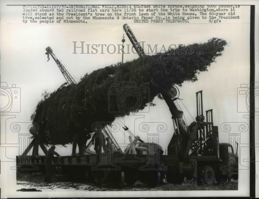 1957 Press Photo International Falls MN Wash DC Xmas tree harvested - Historic Images
