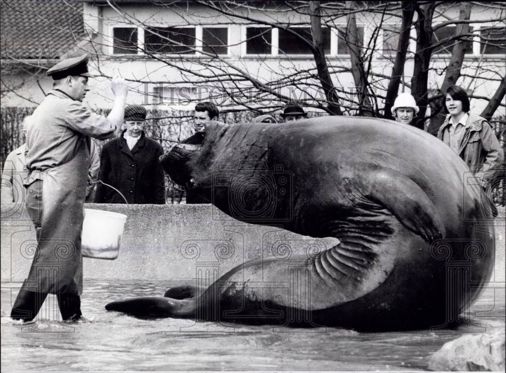 1973 Press Photo Sea - Elephant Roland, Star of the Berlin Zoo - Historic Images