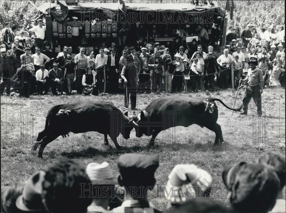 1969 Press Photo Wallis Alps Cow Fights - Historic Images