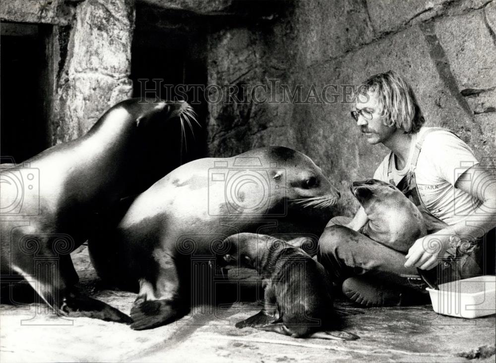 1981 Press Photo Sea-Lion Youngsters & A Bottle - Historic Images