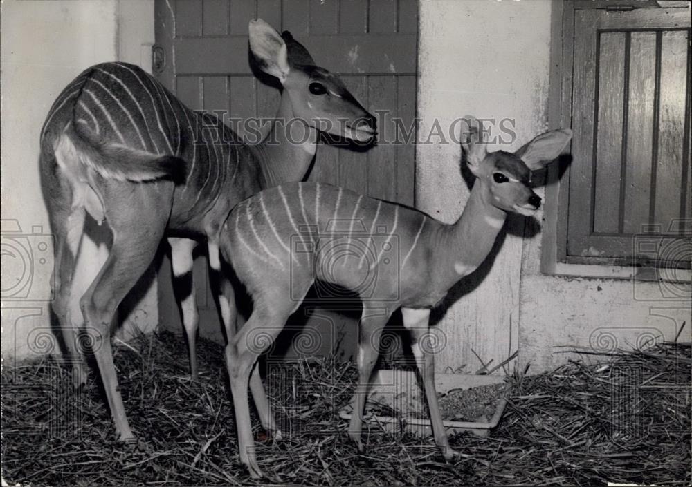 1961 Press Photo Stripped Koudou antelope and her baby at the Paris Zoo - Historic Images