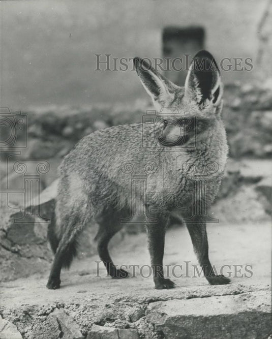 Press Photo Bait Eared Fox in San Diego Zoo - Historic Images