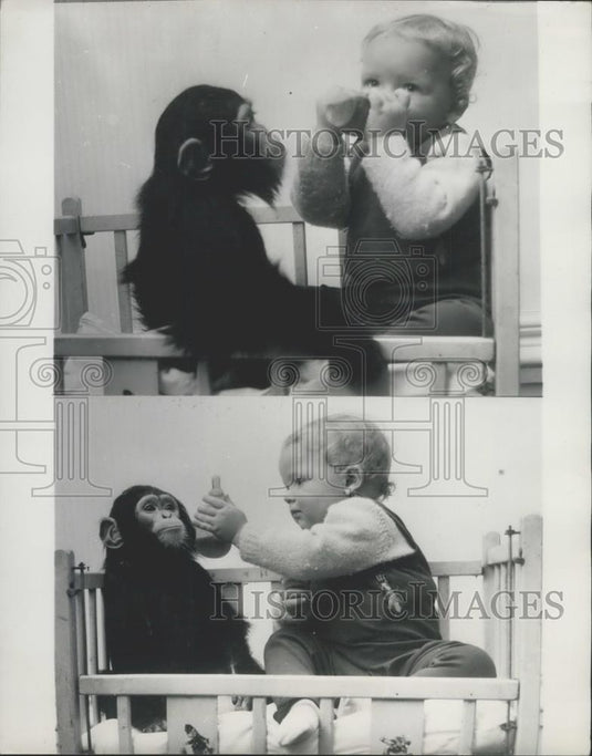 1968 Press Photo Twycross Zoo, Leicestershire,baby gi - Historic Images