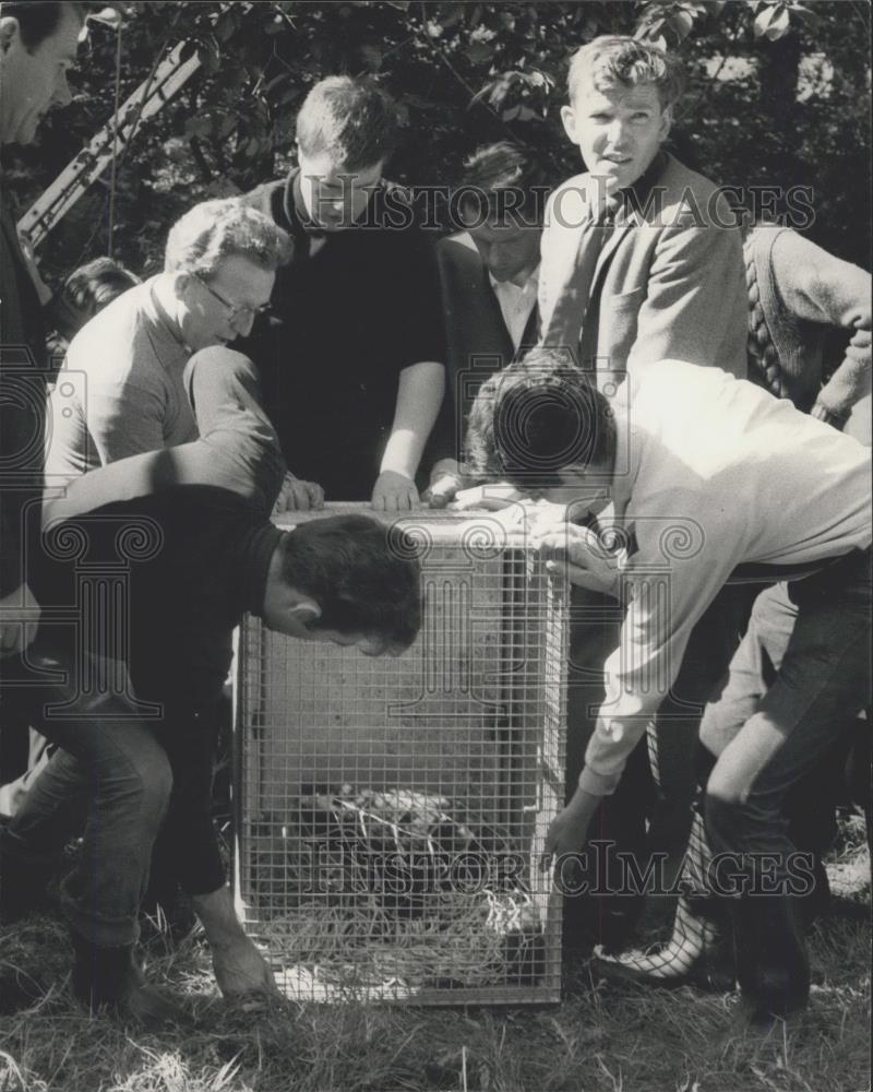 Press Photo London Zoo&#39;s runaway red panda, is recaptured - Historic Images