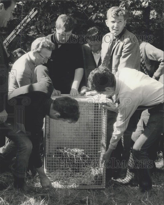 Press Photo London Zoo's runaway red panda, is recaptured - Historic Images