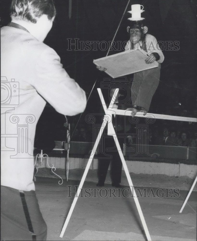 1959 Press Photo Circus "Sarrasani" in Berlin,Chimpanzee - Historic Images