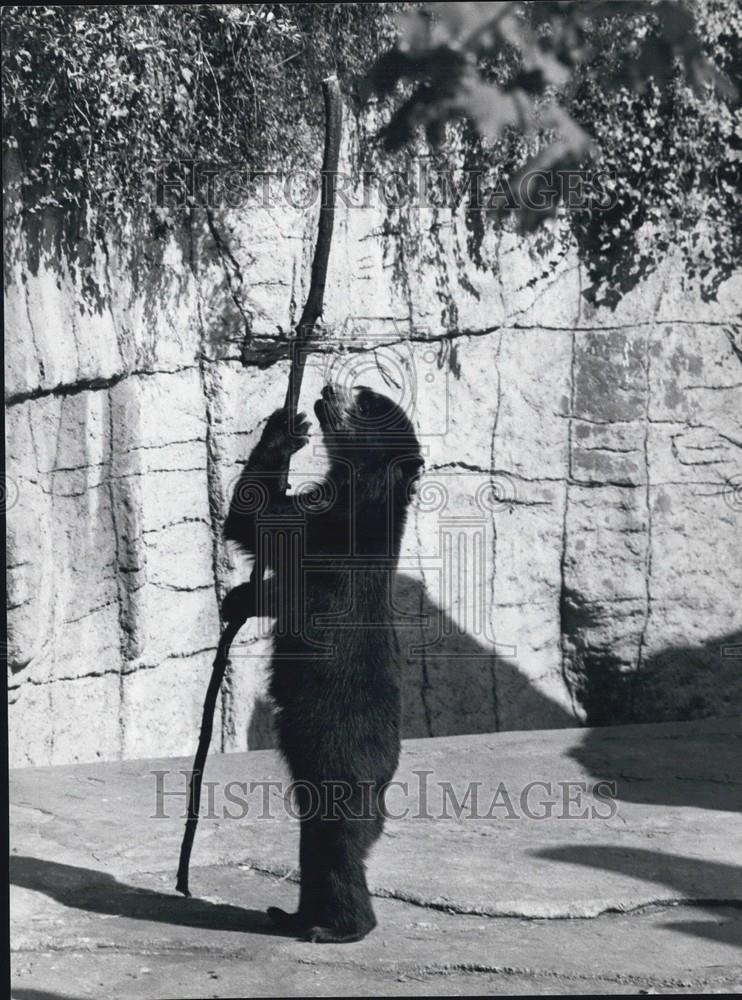 Press Photo A Bear Uses A Long Stick To Reach Branches - Historic Images