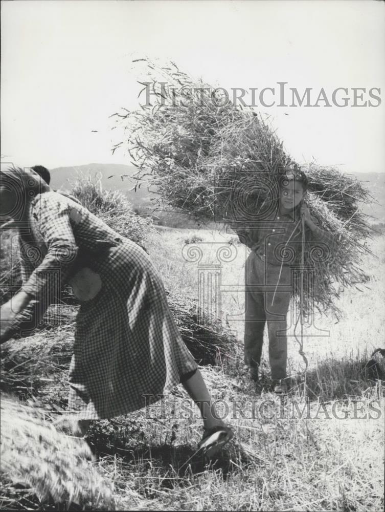 1959 Press Photo Giuseppe Monaco bundling & carrying grain - Historic Images