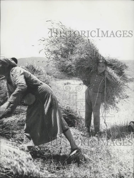 1959 Press Photo Giuseppe Monaco bundling & carrying grain - Historic Images