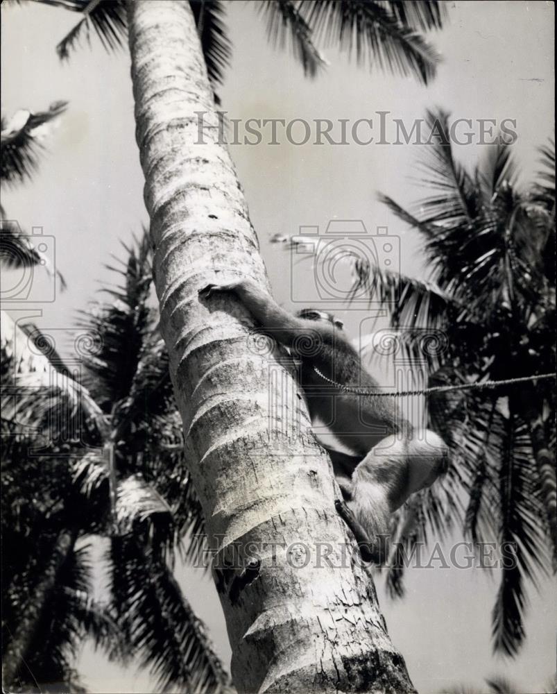 Press Photo Monkey in a tree in Sumatra - Historic Images