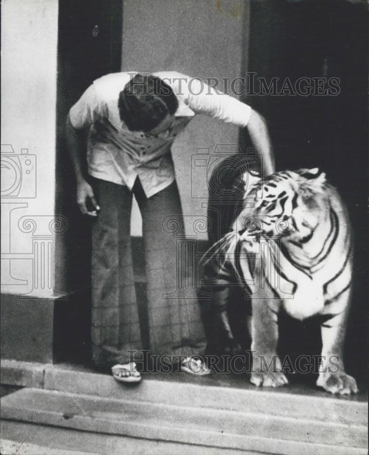 Press Photo 5 year old tigress and handler - Historic Images