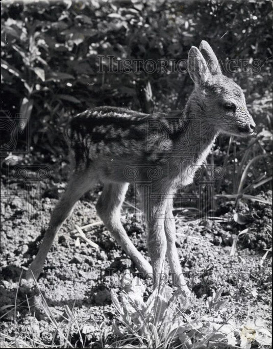 Press Photo Ray, the abandoned fawn - Historic Images