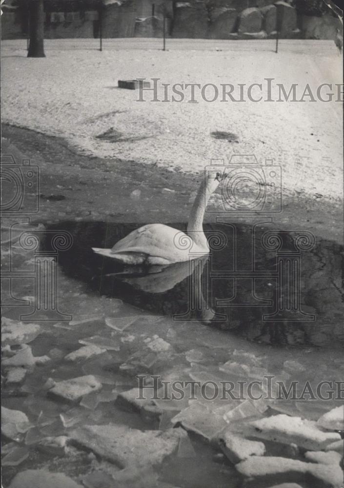 1954 Press Photo The swan of the Boid de Boulogne,pond is freezing up - Historic Images