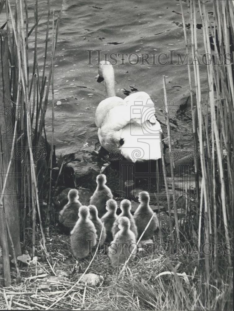 1978 Press Photo Swan &amp; Cygnets Go Out To Lake - Historic Images