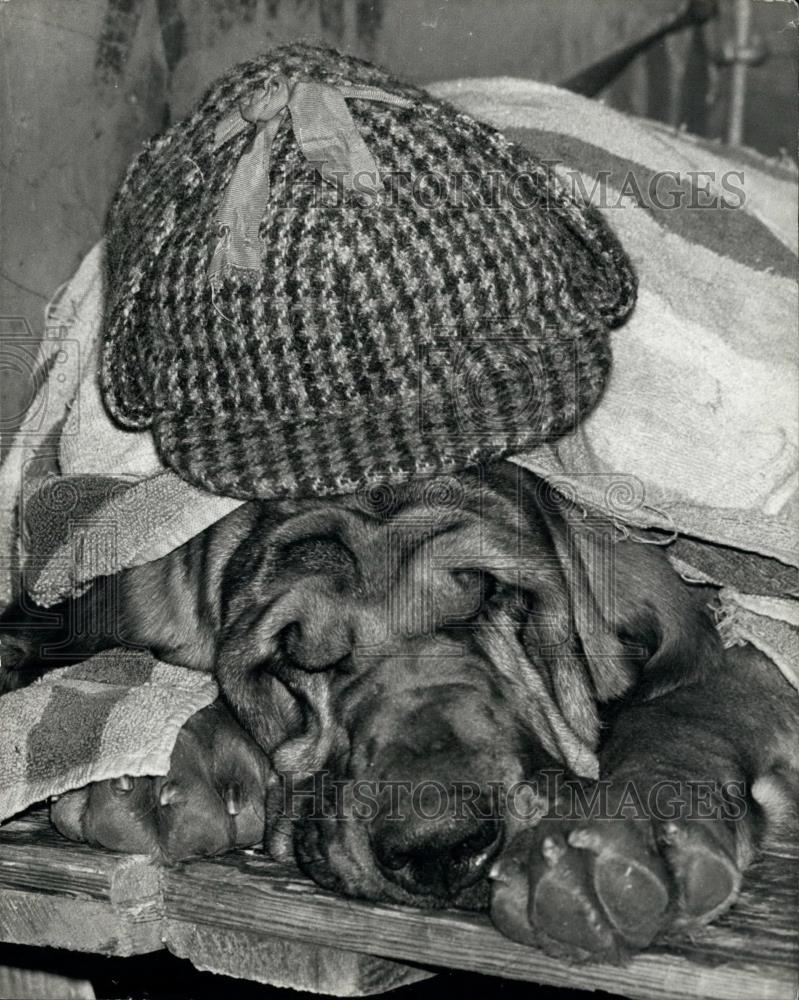 1975 Press Photo Bloodhound, Crufts Dog Show - Historic Images