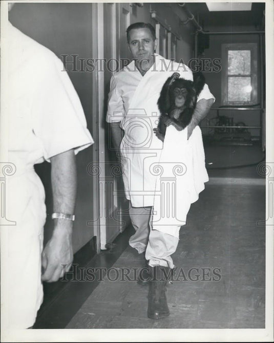Press Photo A zoo tech and a chimp - Historic Images