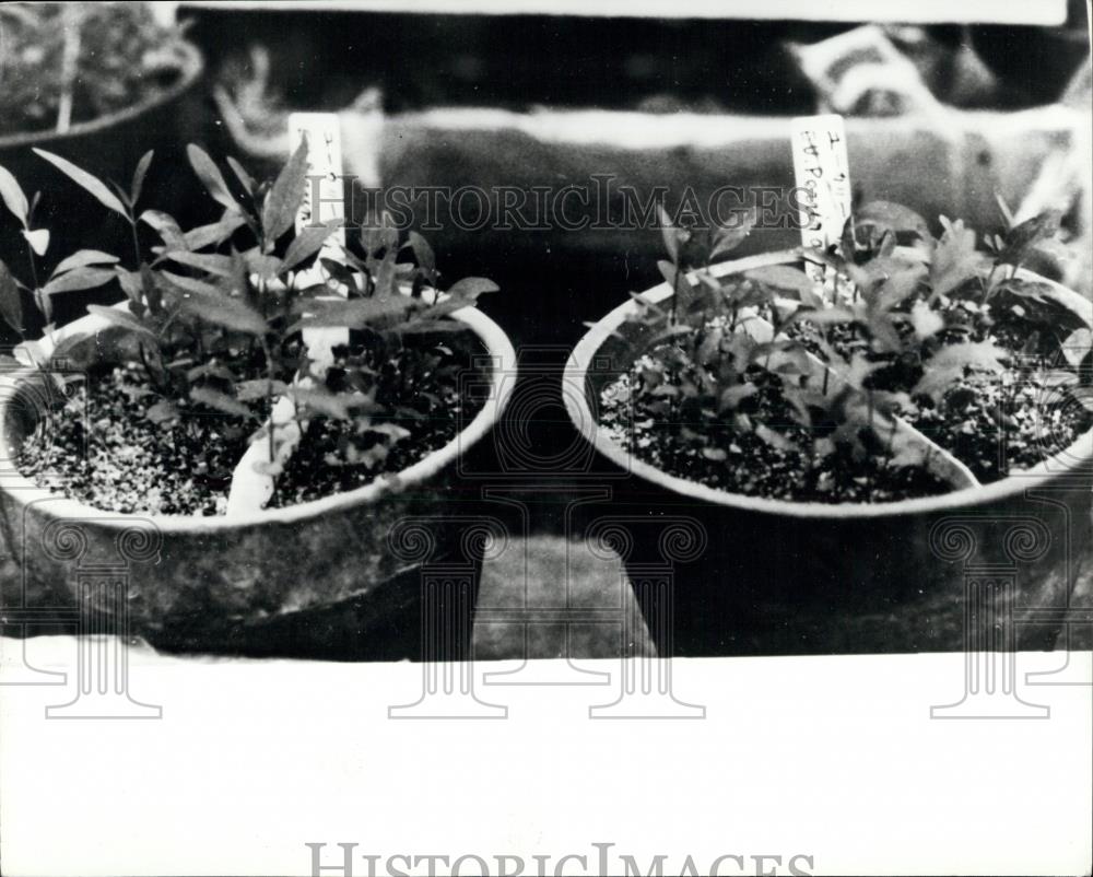 Press Photo Young eucalyptus plants - Historic Images