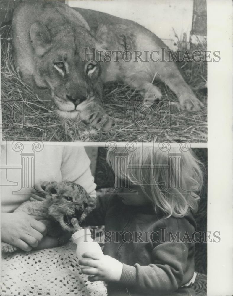 1970 Press Photo Vinnie the lioness and her cub - Historic Images