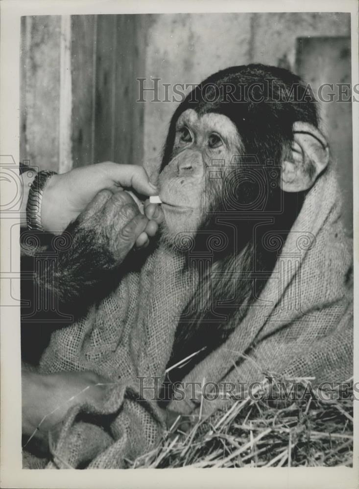 Press Photo MAC the Chimp of the Glasgow zoo - Historic Images