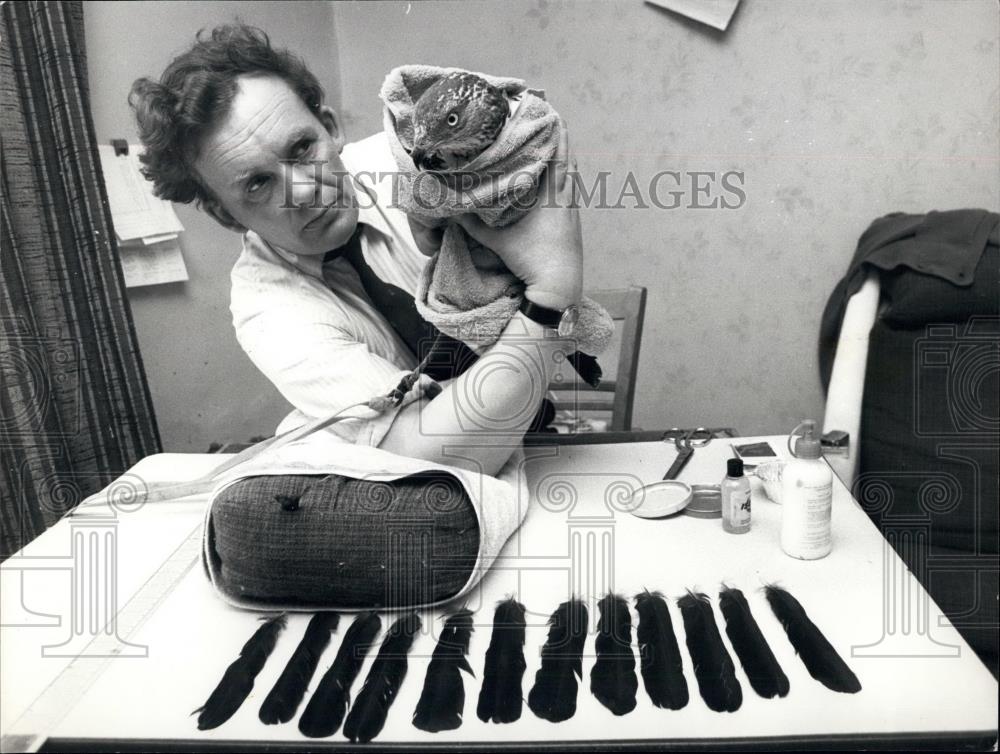 Press Photo Veterinarian Alan Oswald Performing Feather Transplant Operation - Historic Images