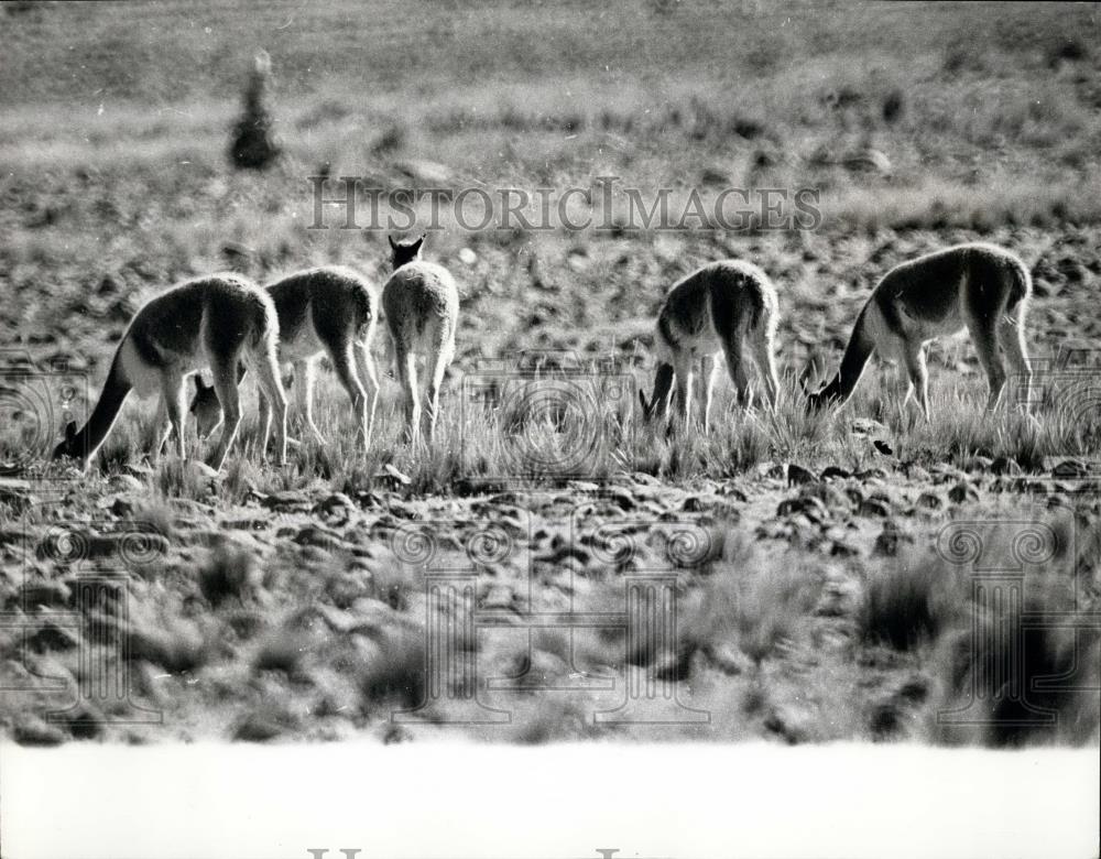 Press Photo Vicuna in the Andes - Historic Images