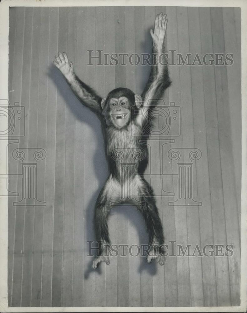 Press Photo Charlie the chimpanzee at London Zoo - Historic Images