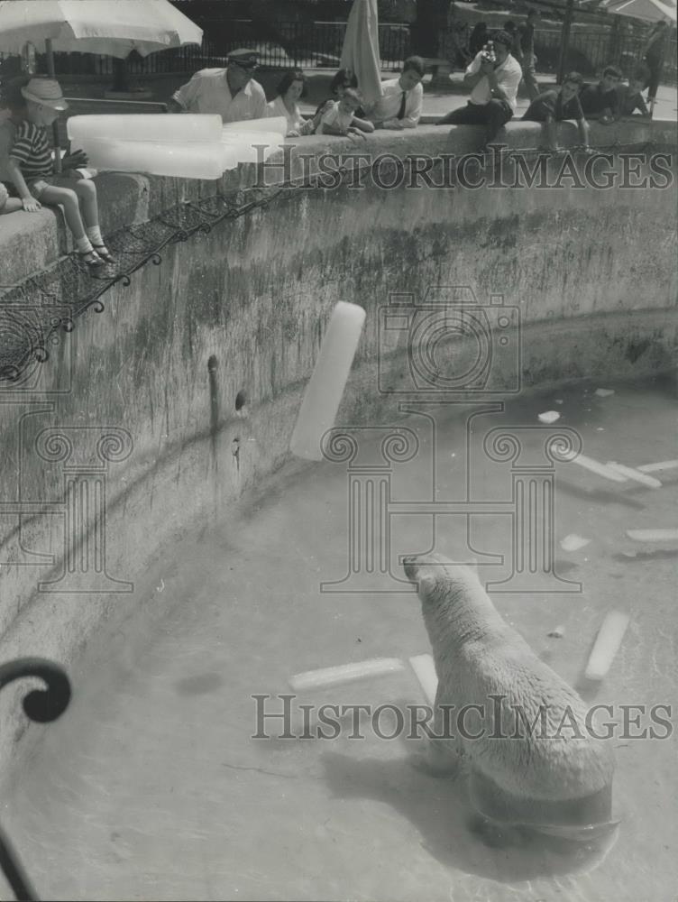 1965 Press Photo Polar bears in pool at zoo get ice blocks - Historic Images