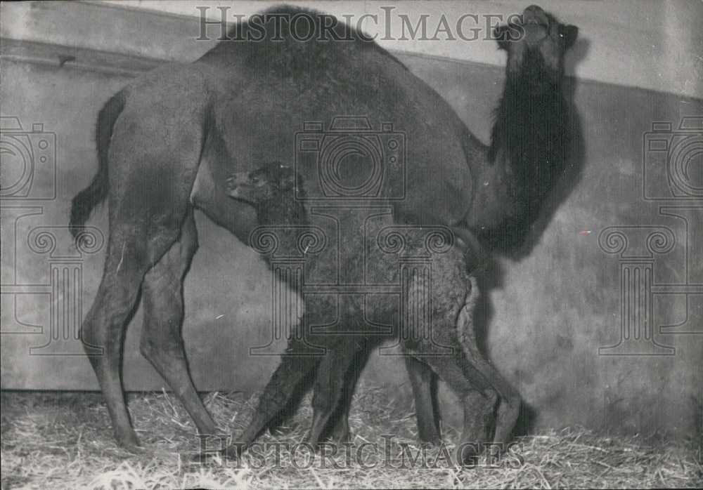 1953 Press Photo A mother camel &her baby at Zoo of Vincennes, France - Historic Images