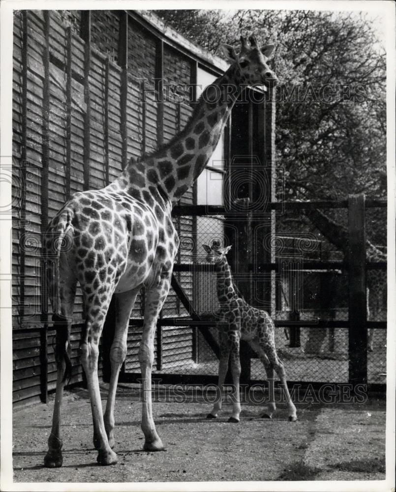 1959 Press Photo Whipsnade Zoo&#39;s Six-Days Old Giraffe - Historic Images