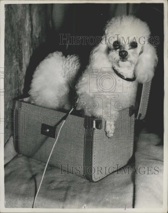 1953 Press Photo The International Poodle Club's Championship show - Historic Images