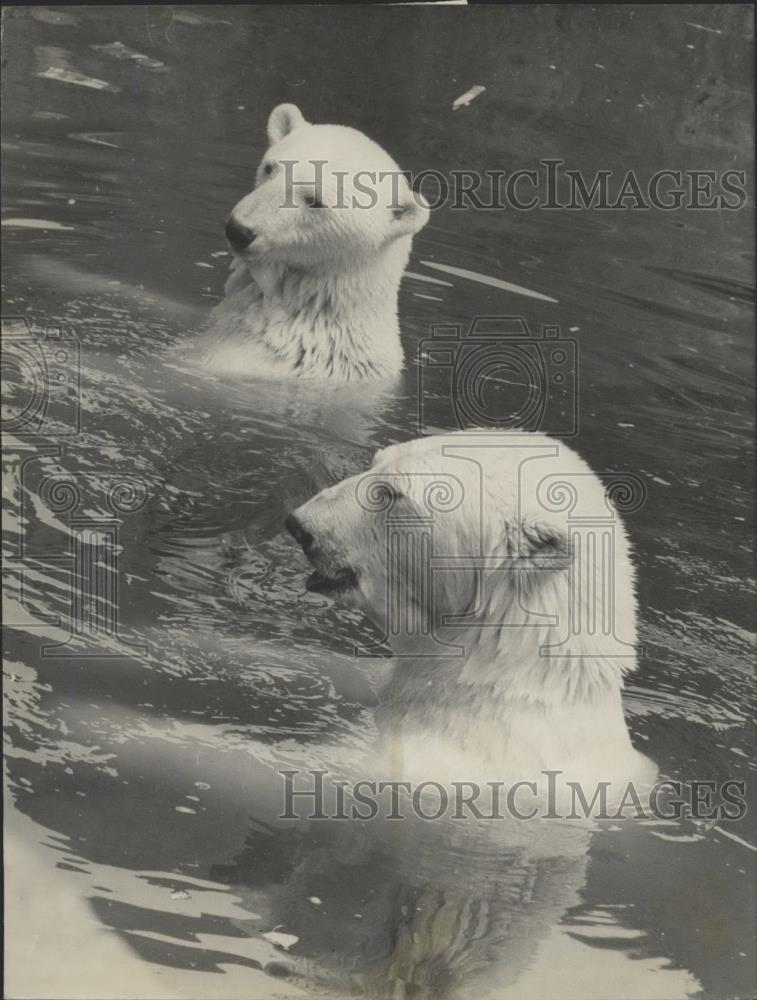 Press Photo Two polar bears at zoo of Vincennes - Historic Images