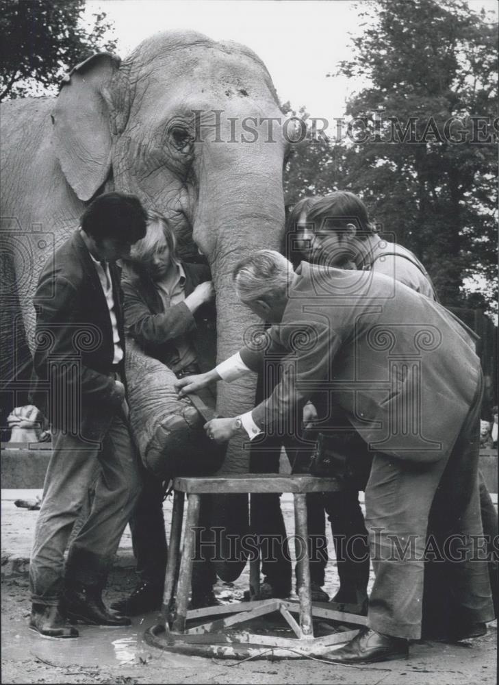 1971 Press Photo Frankfurt Zoo apprentices examine an elephant - Historic Images