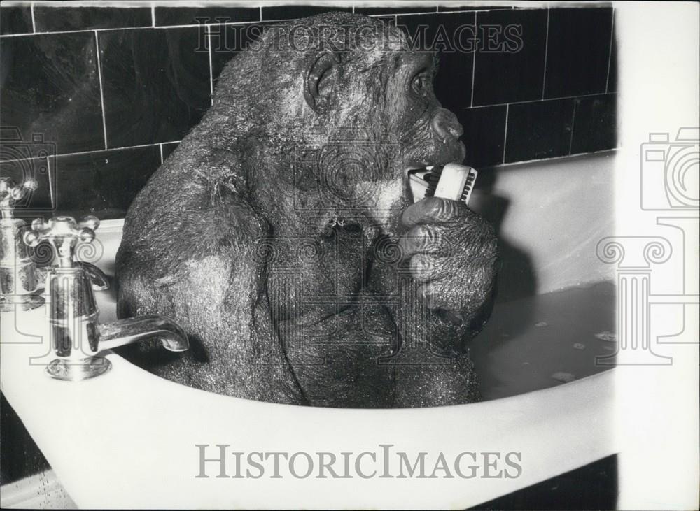 Press Photo Monkey Bath - Historic Images