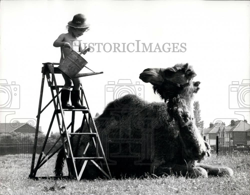 Press Photo Up On Ladder Emilie Gets Ready To Cool Camel Off - Historic Images