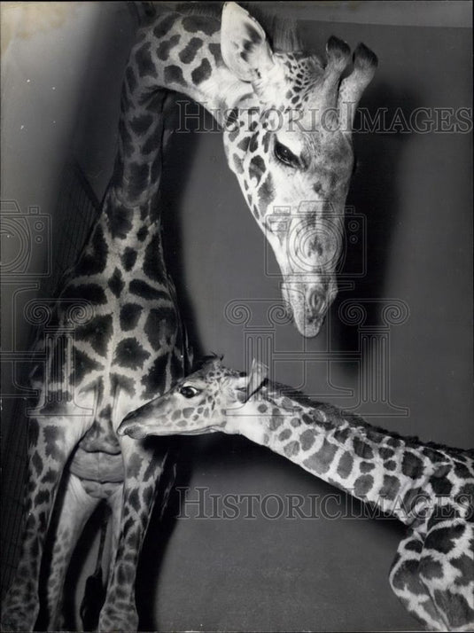 1959 Press Photo Lotte Giraffe With Baby Ngoro Frankfurt Zoo - Historic Images