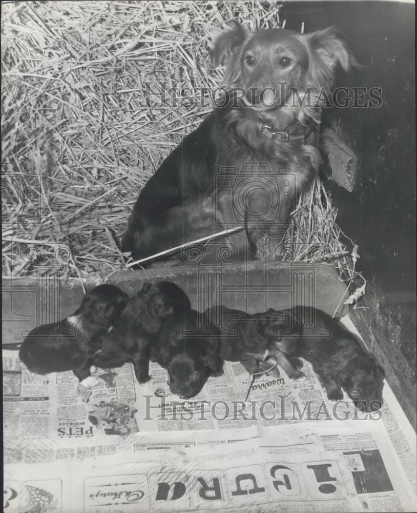 1962 Press Photo Mother And Pups Found In Deserted House,now at kennel - Historic Images