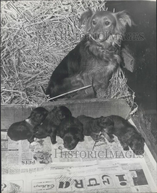 1962 Press Photo Mother And Pups Found In Deserted House,now at kennel - Historic Images
