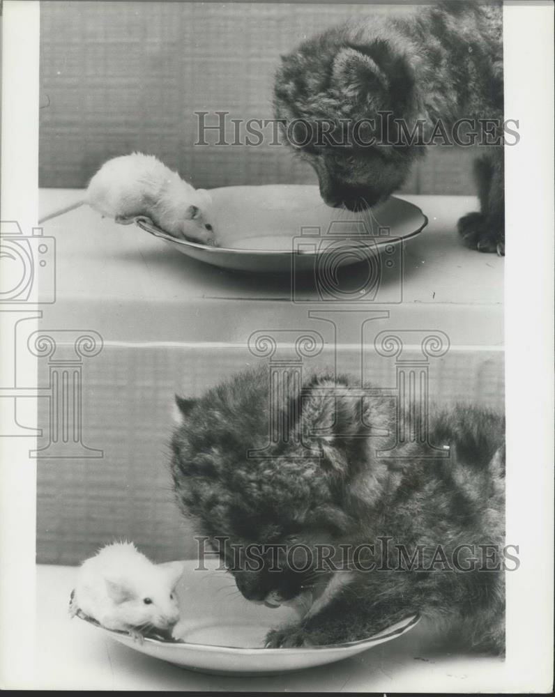 Press Photo A newly born Puma cub and a mouse share the milk dish - Historic Images