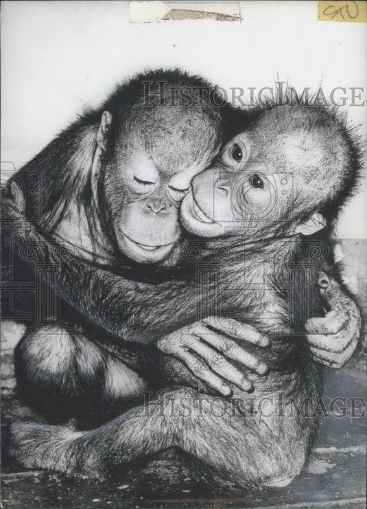 1972 Press Photo Two orangutans in zoo in Germany - Historic Images