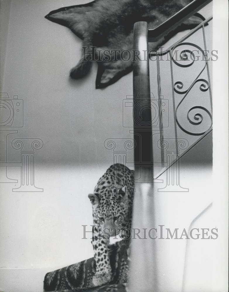 Press Photo Michael the pet leopard - Historic Images