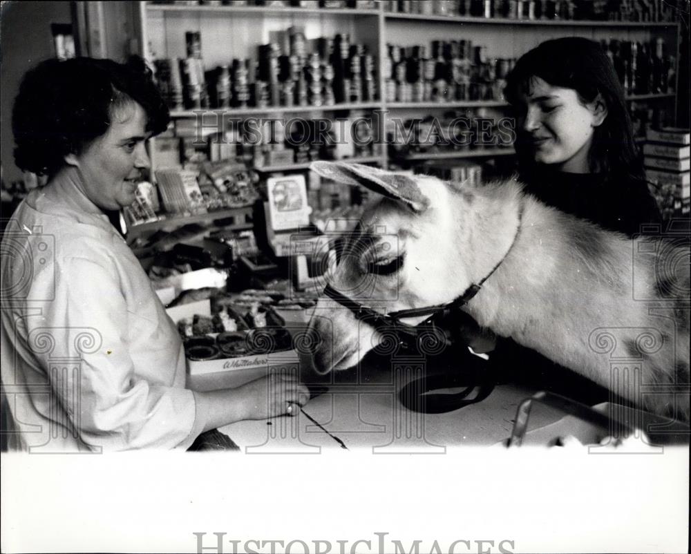 Press Photo Julie Cook and her llama - Historic Images