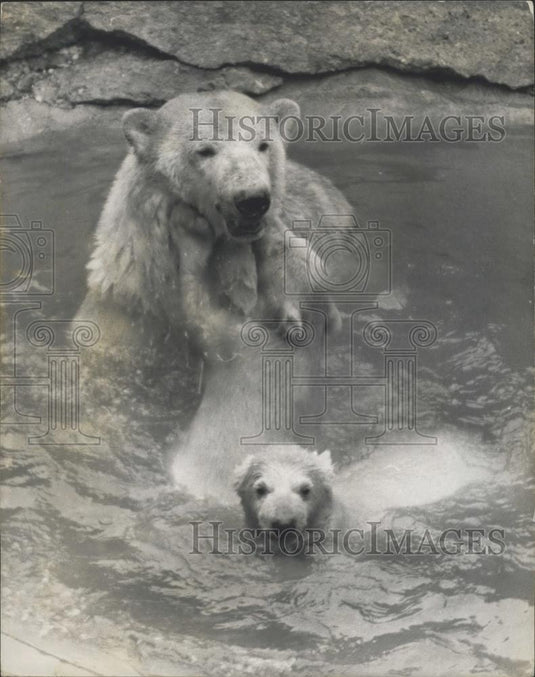 1965 Press Photo New Polar Bear Cubs& mother Show at Whipsnade zoo - Historic Images