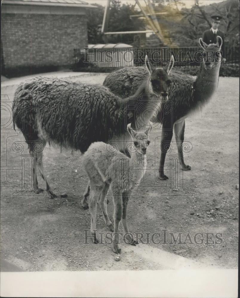 1969 Press Photo Llama family at London zoo - Historic Images